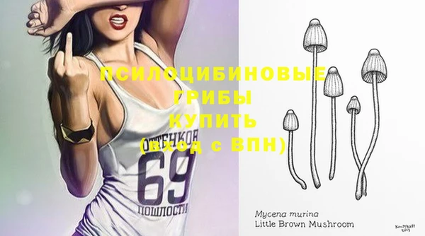 стаф Богданович